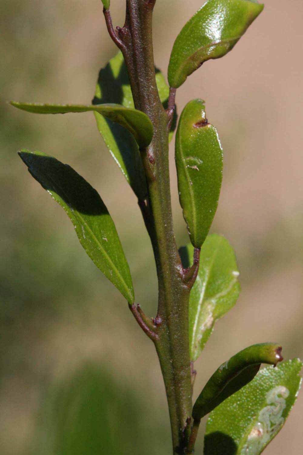            Unifoliolate leaf of  Microcitrus australasica     x    Microcitrus australis       (Sydney   Hybrid, Riverside, CA)   